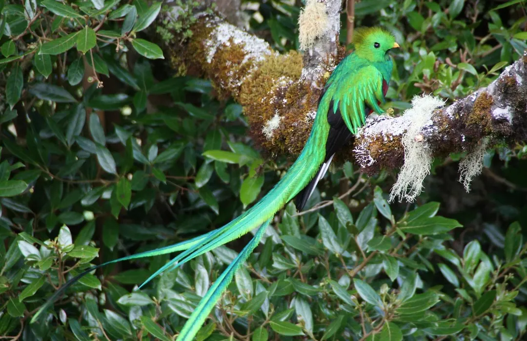 Dantica Cloud Forest Lodge-1