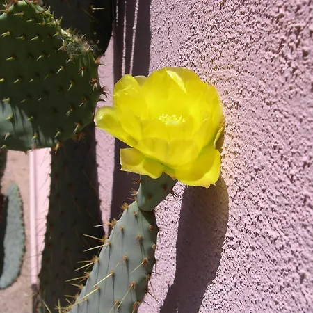 Adobe Rose Inn-2