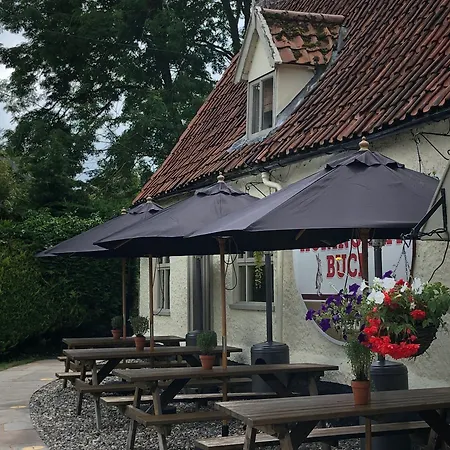 The Honingham Buck-3