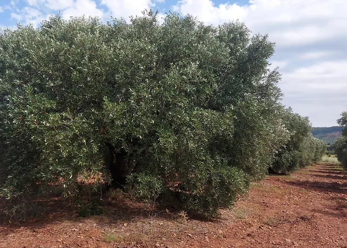 Escale au Salagou Le Bosc 