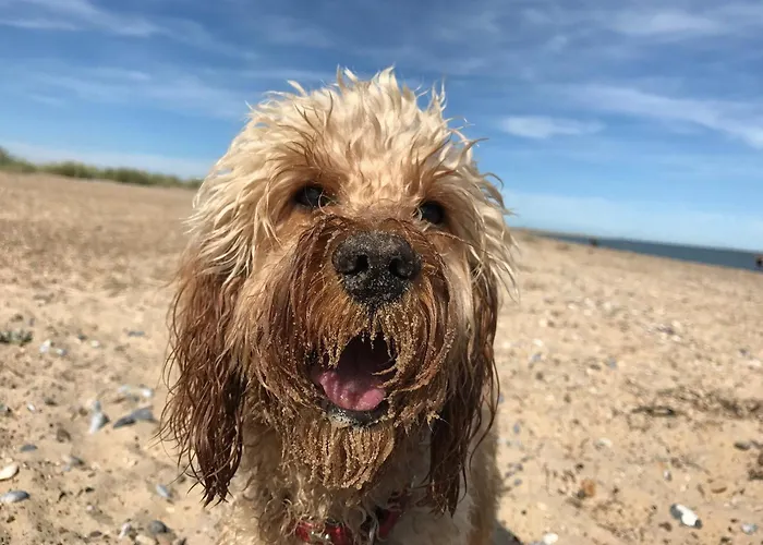Parkdean's California Cliffs: Beachside Pet-Friendly Retreat
